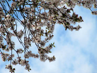 Spring Blossoms in the Sky