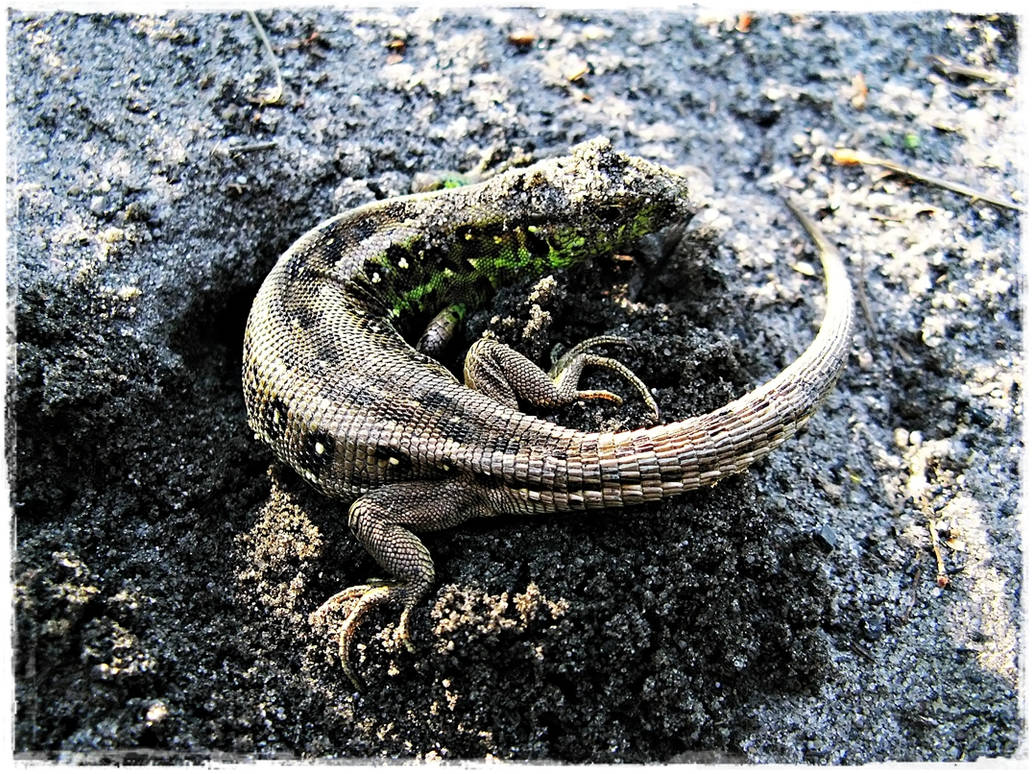 Lizard. by Whiro on DeviantArt