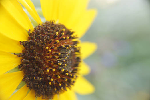 Sunflower Side