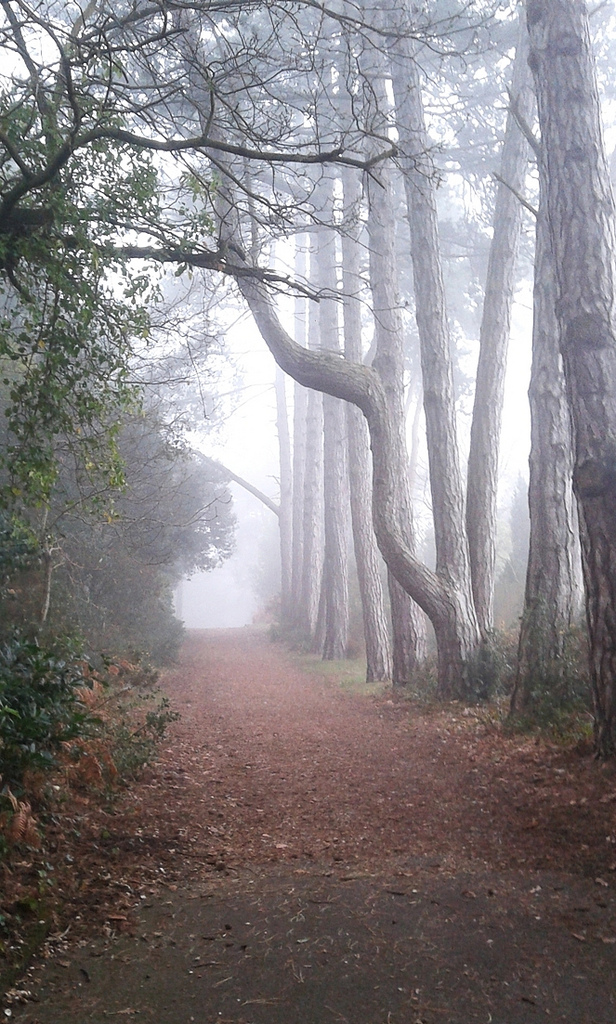 Misty pathway...