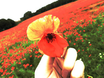 Poppy Field 2