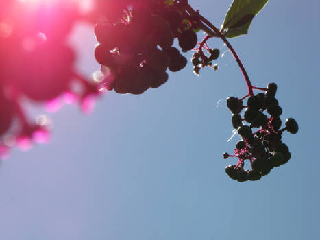 berries on a branch