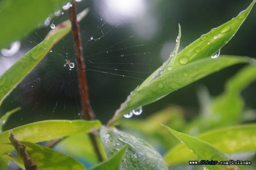 droplets blame it on the rain2