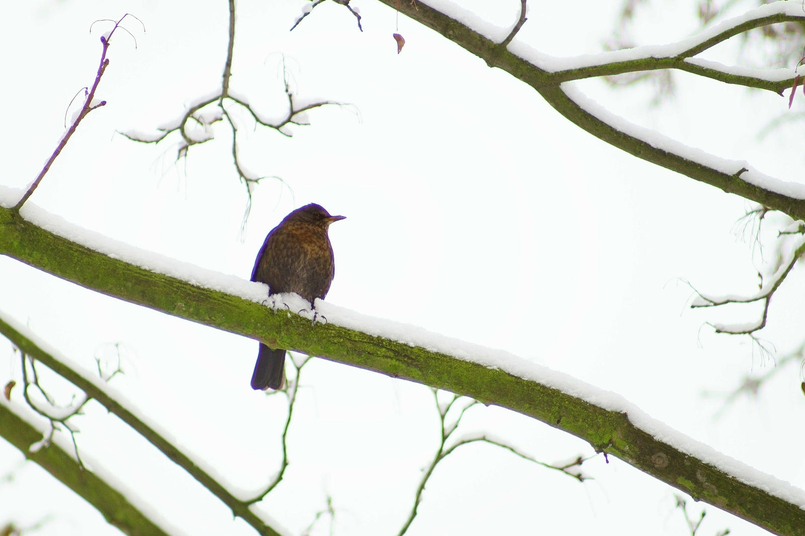 Turdus merula