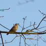 Turdus philomelos 2