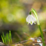 Spring snowflake (Leucojum vernum)