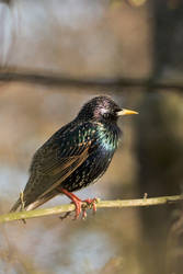 Starling (Sturnus vulgaris)