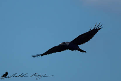 Big raven (Corvus corax)