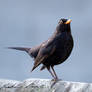 Common blackbird (Turdus merula)