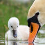 You teach me, Mom? - Young Mute swan (Cygnus olor)