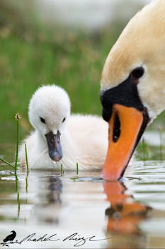 You teach me, Mom? - Young Mute swan (Cygnus olor)