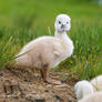 Captain - Young Mute swan (Cygnus olor)