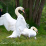 Mute swan (Cygnus olor)