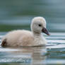 Young Mute swan (Cygnus olor)