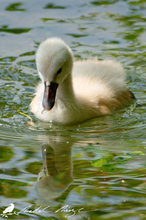 Water mirror - Young Mute swan (Cygnus olor) by PhotoDragonBird Water mirror - Young Mute swan (Cygnus olor) by PhotoDragonBird