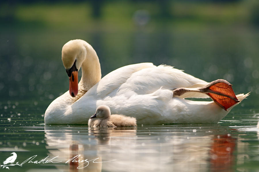 DD - Mother and child - Mute swan (Cygnus olor)