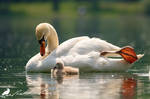 DD - Mother and child - Mute swan (Cygnus olor) by PhotoDragonBird