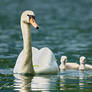 Mother with little cubs - Mute swan (Cygnus olor)