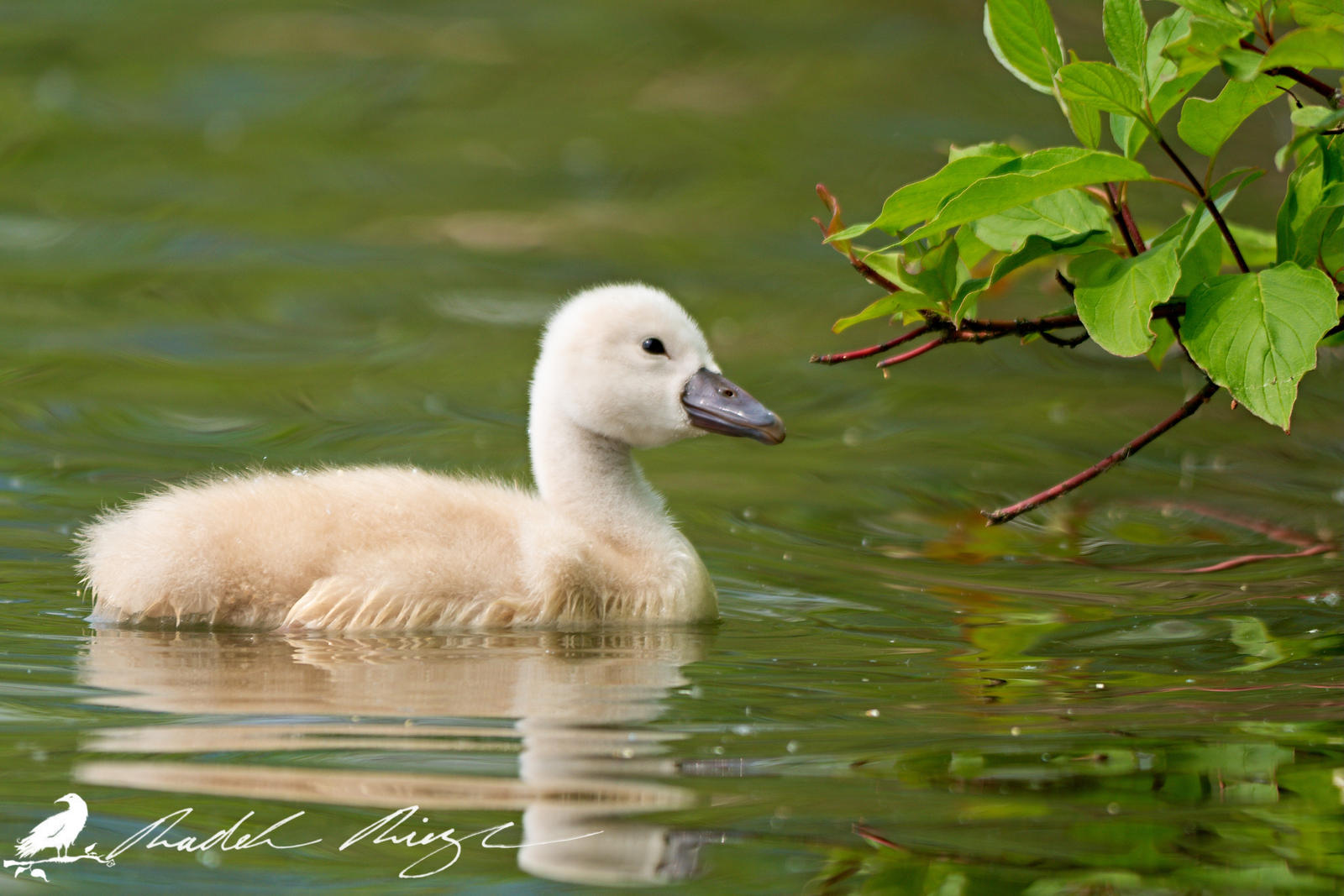 Hey, twig! - Young Mute swan (Cygnus olor)