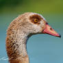 Portrait - Egyptian goose (Alopochen aegyptiacus)