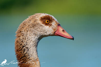 Portrait - Egyptian goose (Alopochen aegyptiacus)