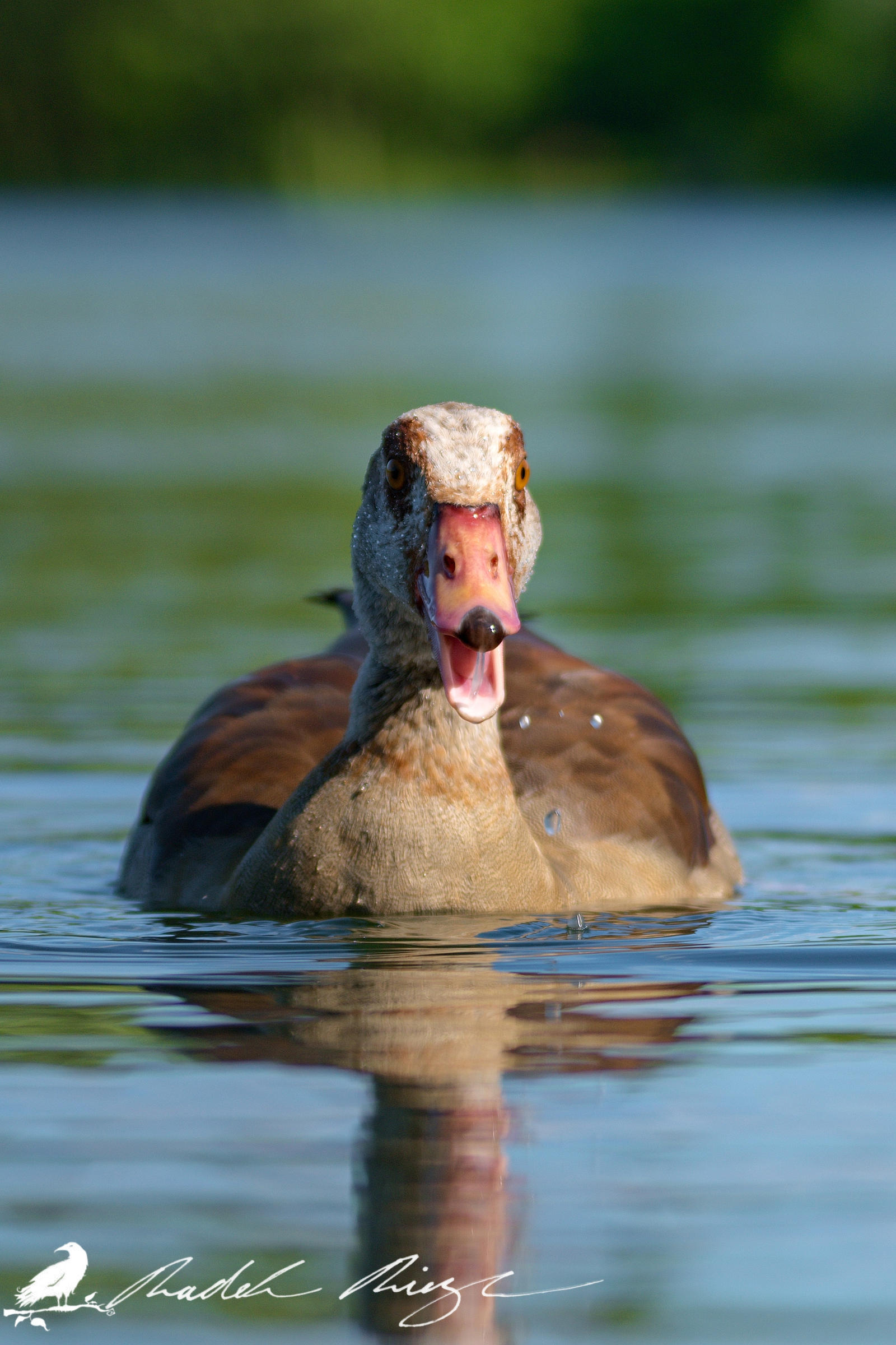 What's up? - Egyptian goose(Alopochen aegyptiacus)