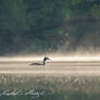 Morning - Great crested grebe (Podiceps cristatus)