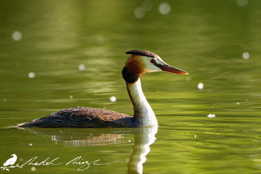 Great crested grebe (Podiceps cristatus) by PhotoDragonBird