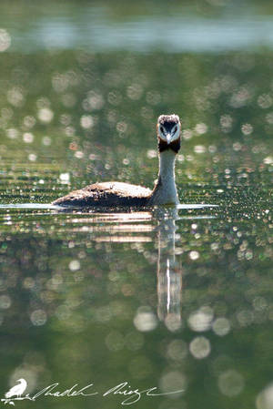 Dream? - Great crested grebe (Podiceps cristatus) by PhotoDragonBird