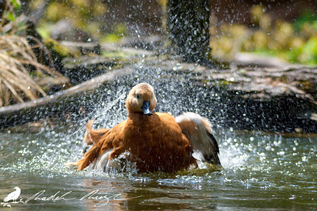 Bath time!