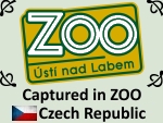 Zoo by PhotoDragonBird