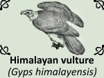 Himalayan vulture by PhotoDragonBird
