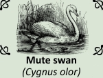 Mute swan