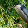 Night heron (Nycticorax nycticorax)