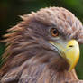White-tailed eagle (Haliaeetus albicilla)