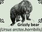 Grizzly bear (Ursus arctos horribilis)