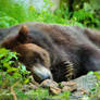 Sweet dreams grizzly...