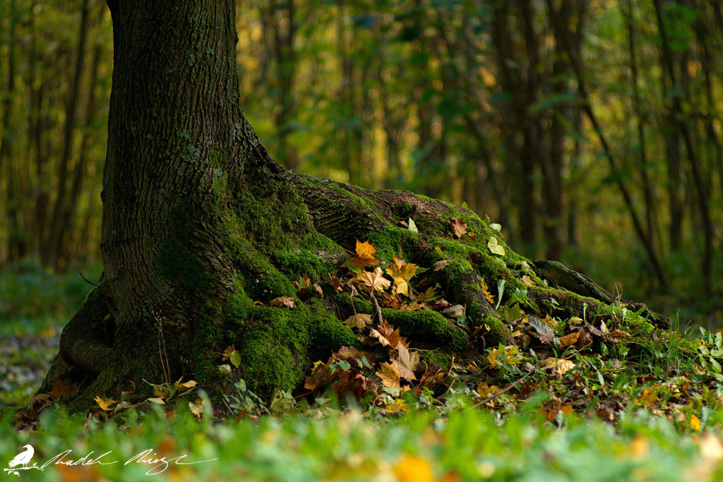Strange roots by PhotoDragonBird on DeviantArt