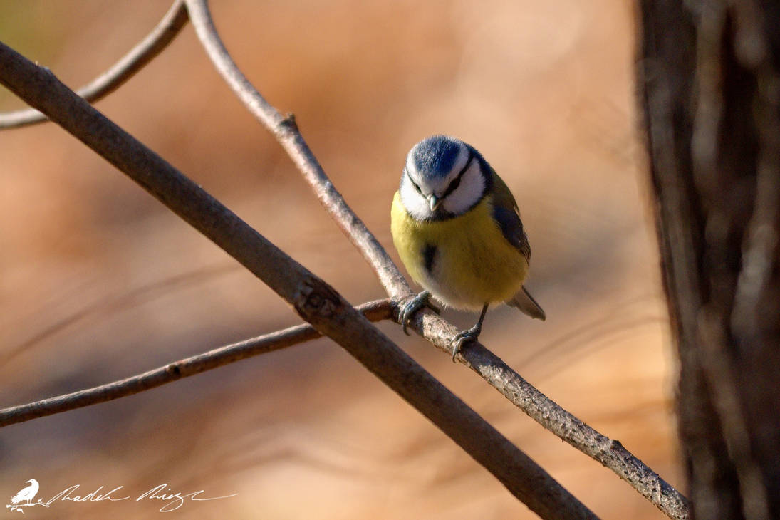 Blue Tit by PhotoDragonBird