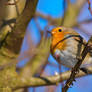 European robin