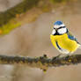 Eurasian blue tit (Cyanistes caeruleus)