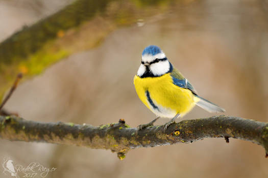 Eurasian blue tit (Cyanistes caeruleus)