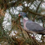 Common wood pigeon