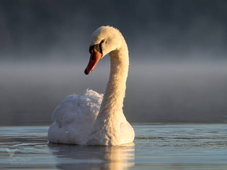 Swan in morning fog