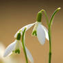 Snowdrop still life