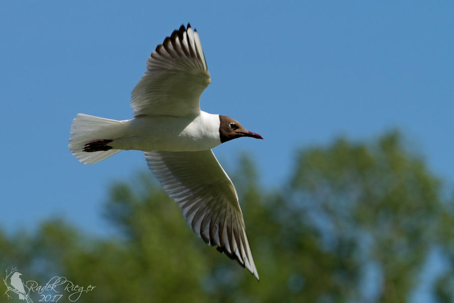 Black-headed gull (Chroicocephalus ridibundus)