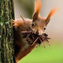 Eurasian red squirrel (Sciurus vulgaris)
