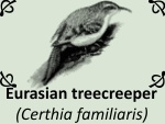 Eurasian treecreeper (Certhia familiaris)jpg by PhotoDragonBird
