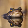 Quack quack!