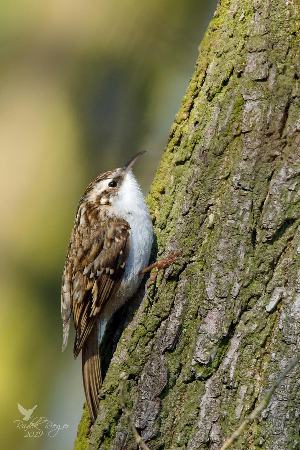 On the tree